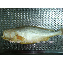 Frozen Yellow croaker(whole round) fish